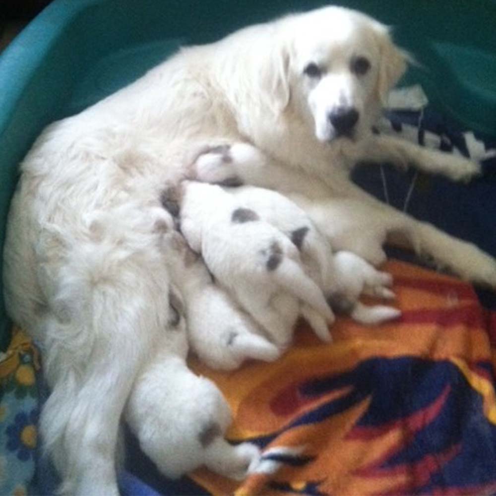 Aimee I with pups