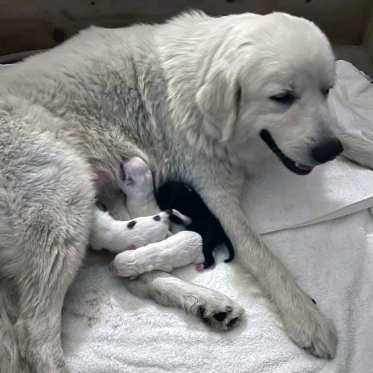 Rare Great Pyrenees Coats Fortune Meadows