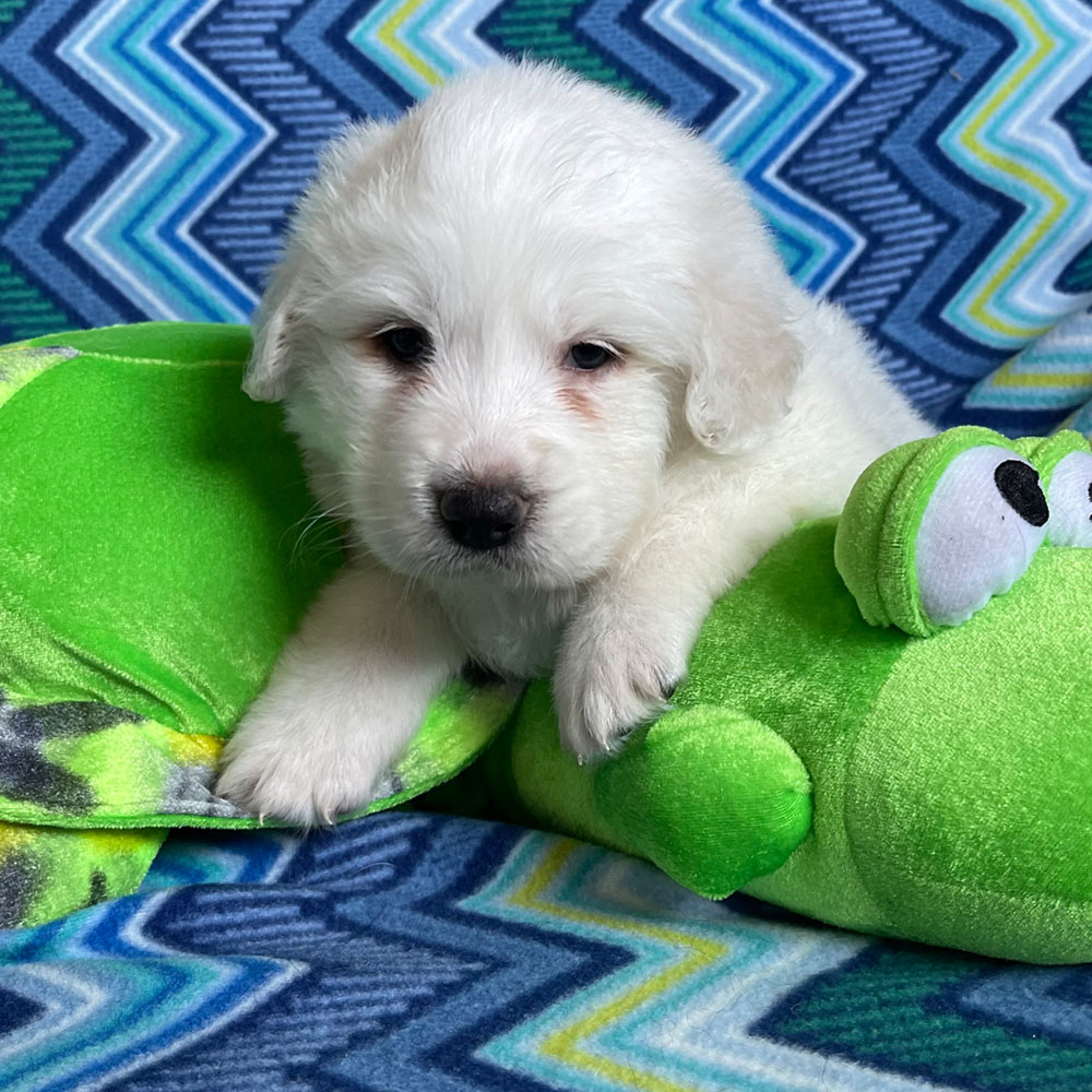 Pyredoodle Puppy