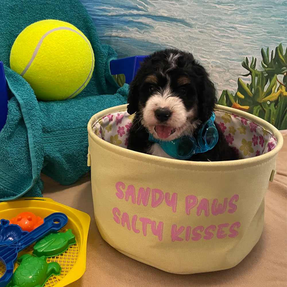 Daisy's Puppies