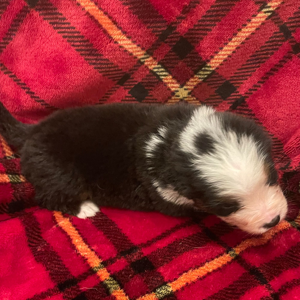 Bernedoodle Puppies - Female