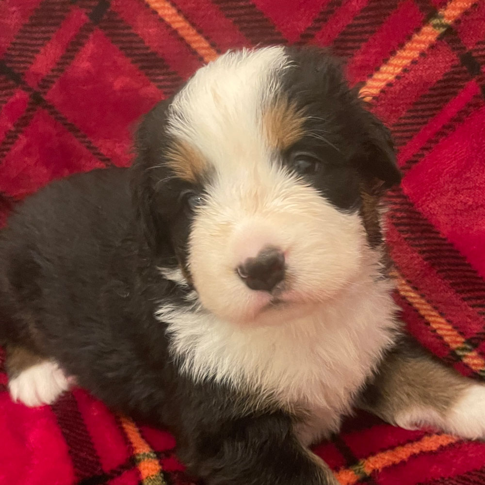 Bernedoodle Puppies - Female