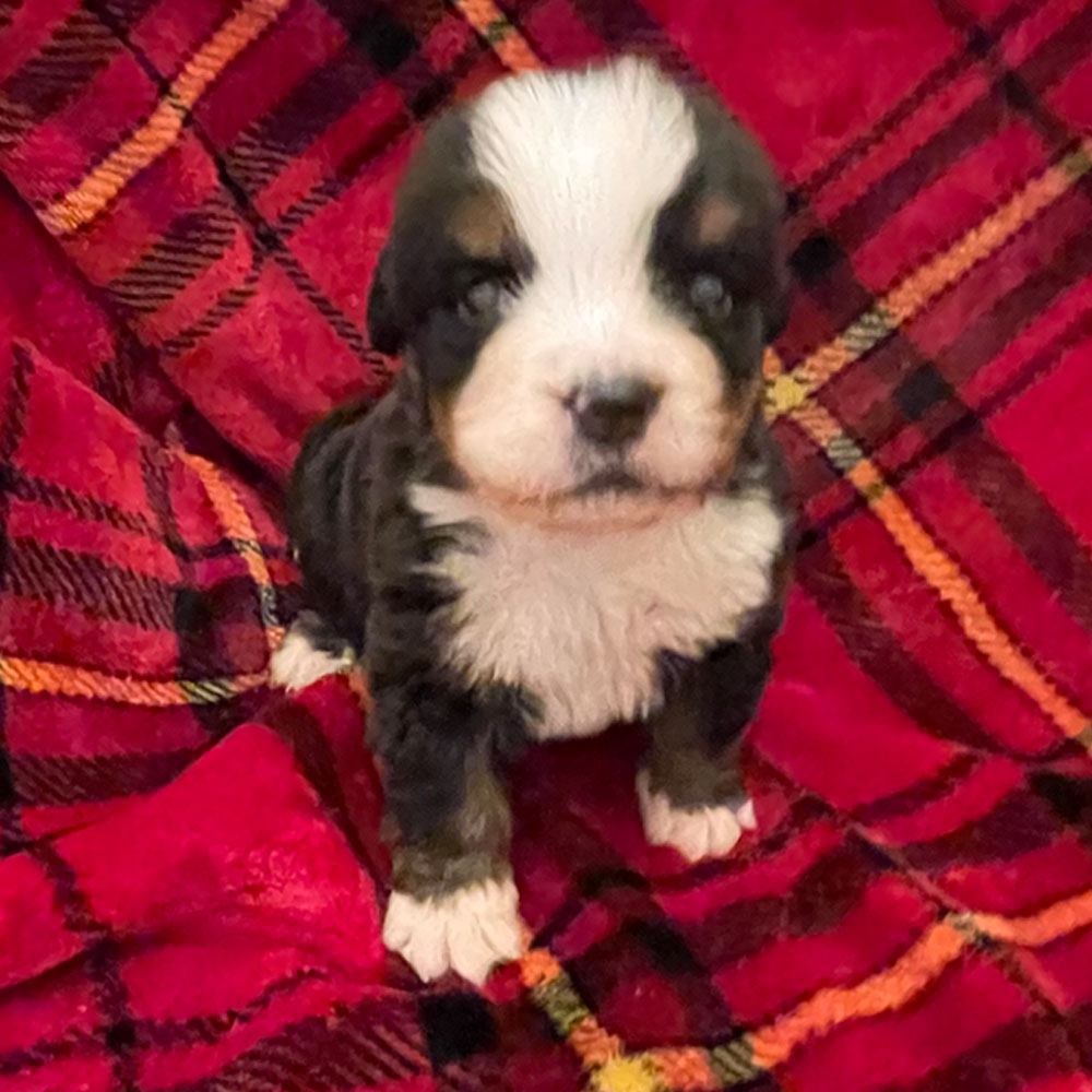 Bernedoodle Puppies - Male