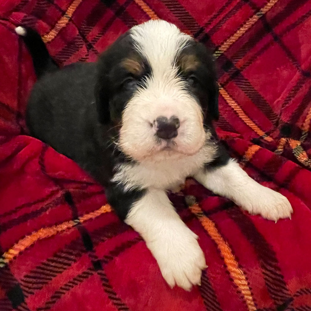 Bernedoodle Puppies - Male