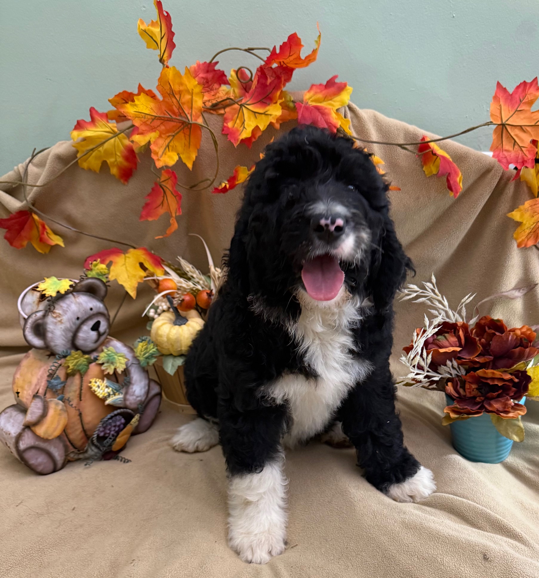 female Bernedoodle Puppy 1