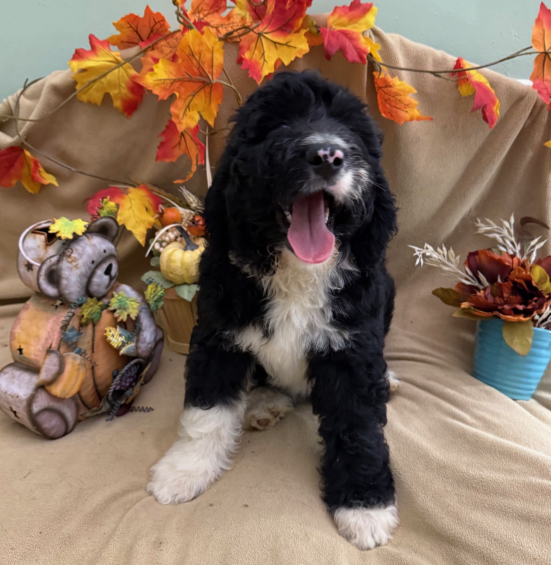 female Bernedoodle Puppy 1
