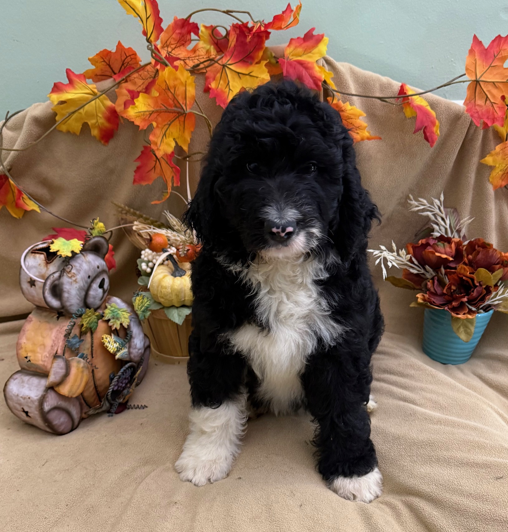 female Bernedoodle Puppy 1