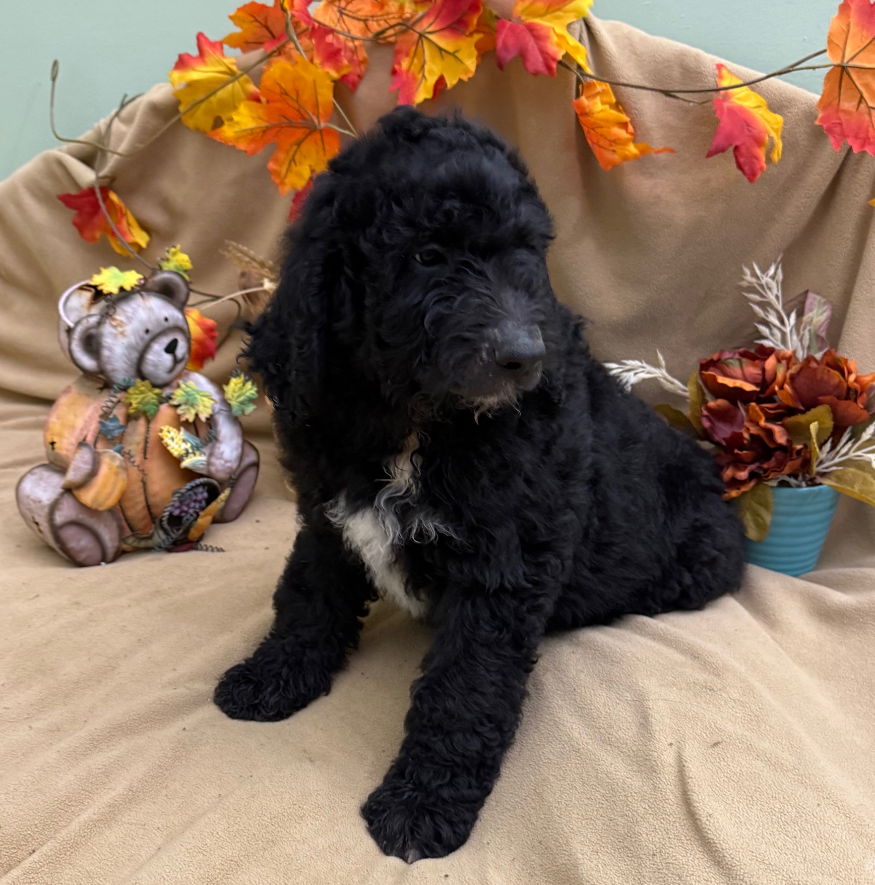 female Bernedoodle Puppy 2