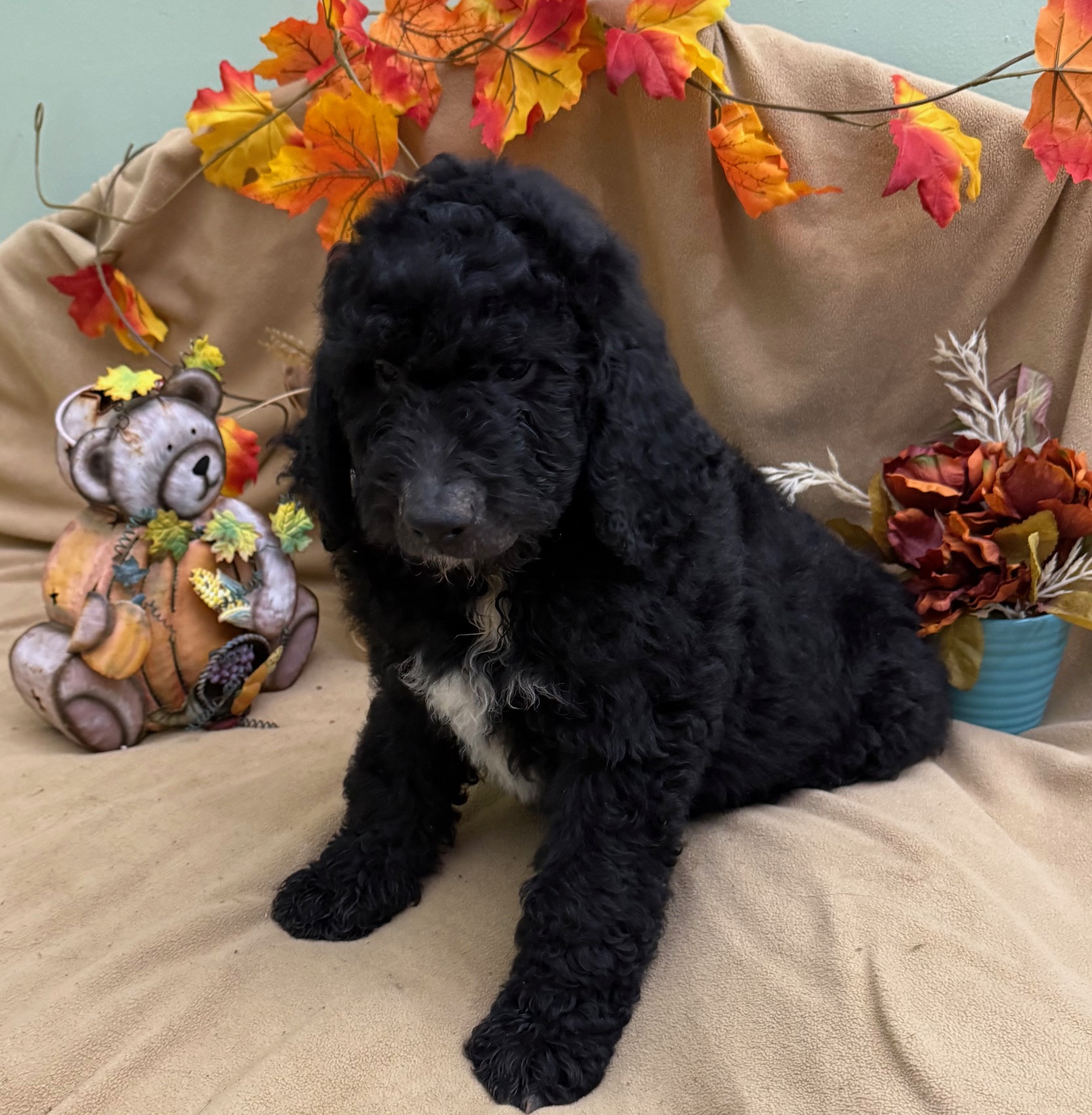female Bernedoodle Puppy 2