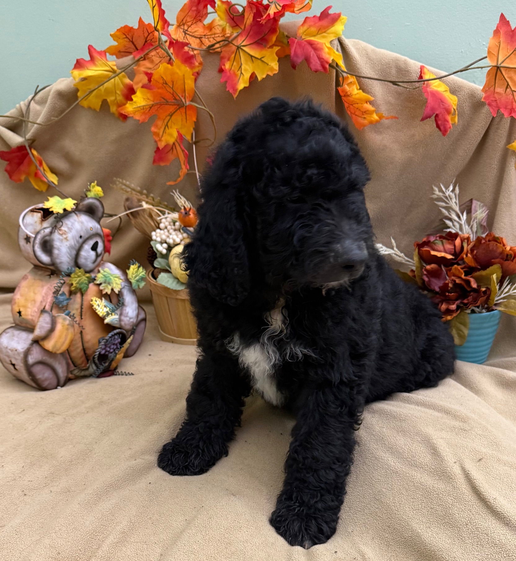female Bernedoodle Puppy 2
