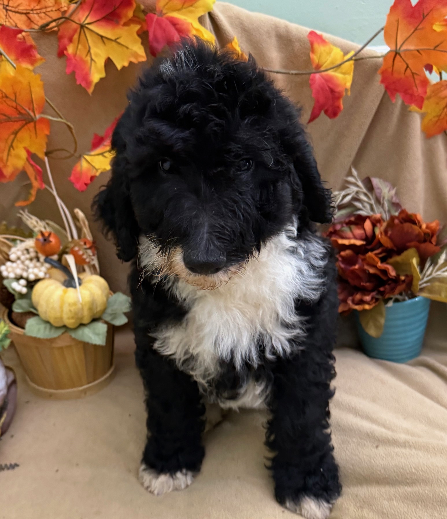 female Bernedoodle Puppy 3