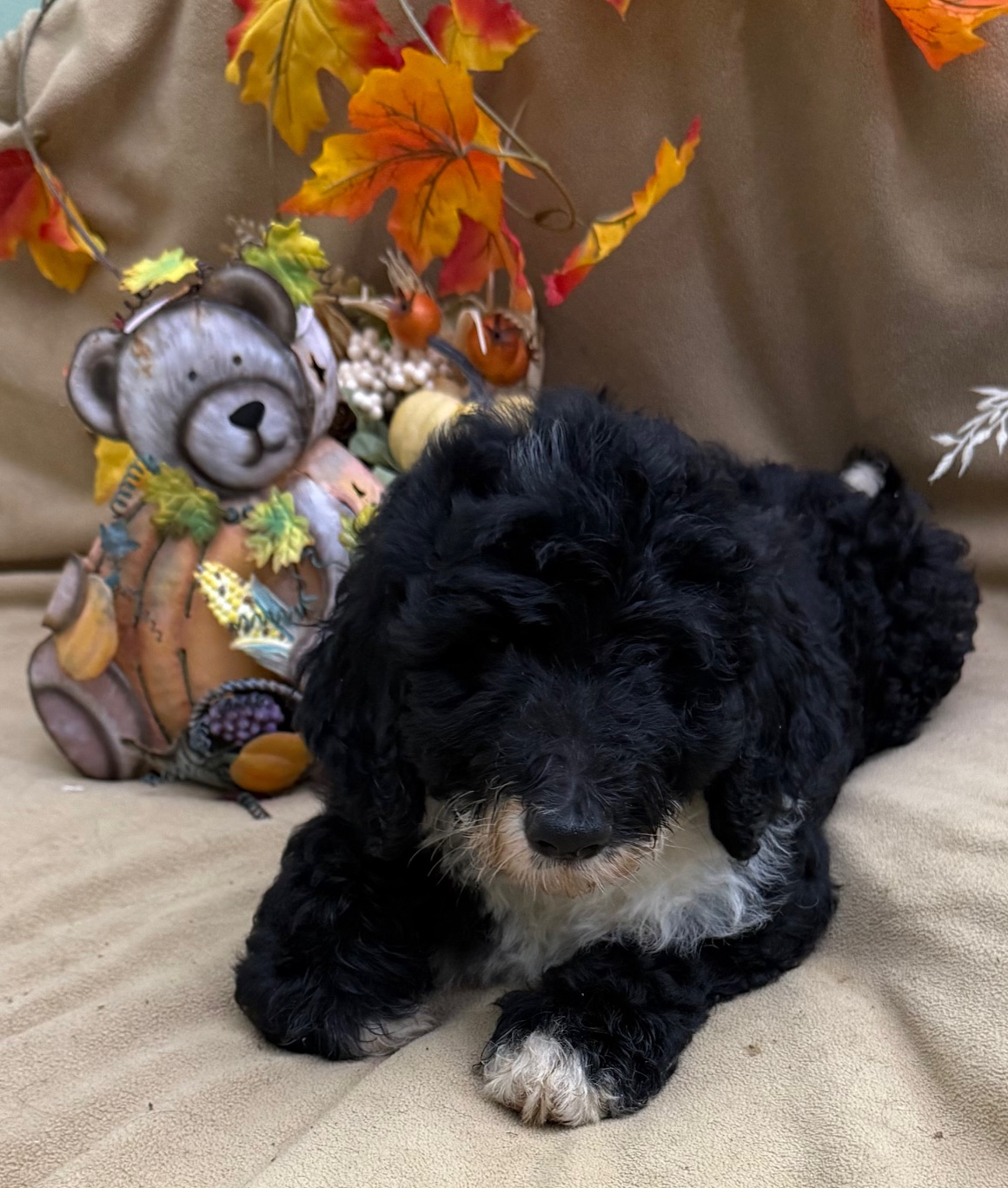 female Bernedoodle Puppy 3