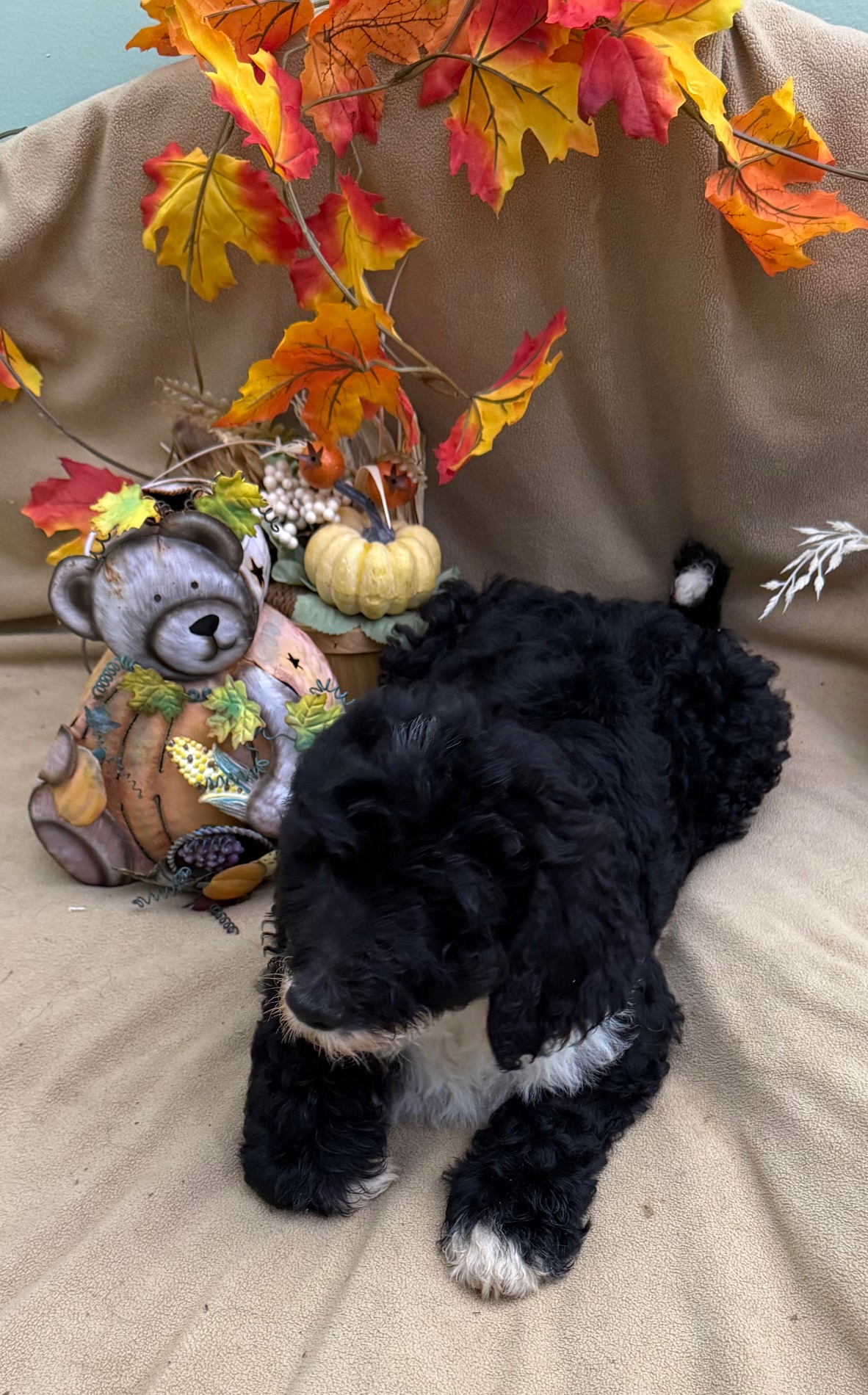 female Bernedoodle Puppy 3