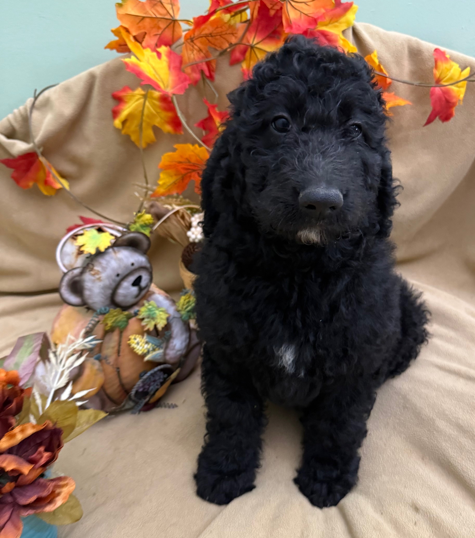 female Bernedoodle Puppy 4