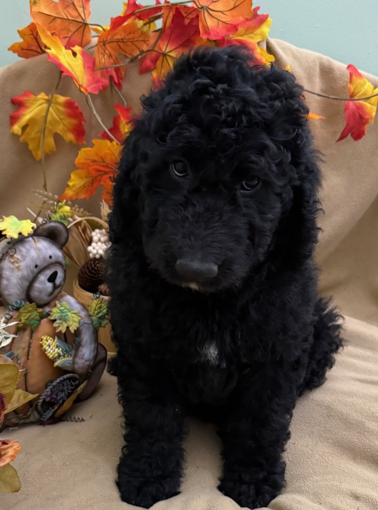 female Bernedoodle Puppy 4