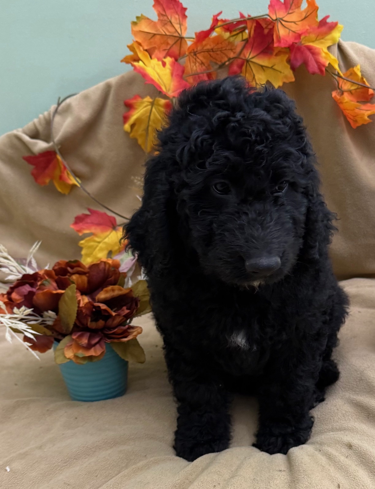 female Bernedoodle Puppy 4