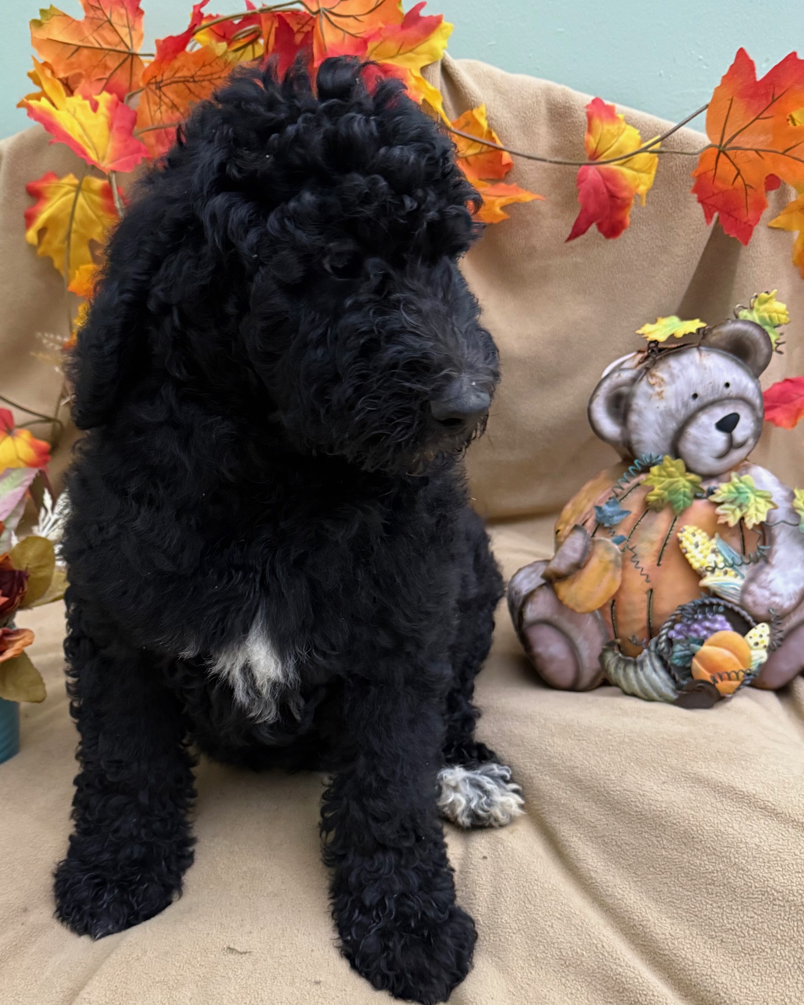 female Bernedoodle Puppy 5