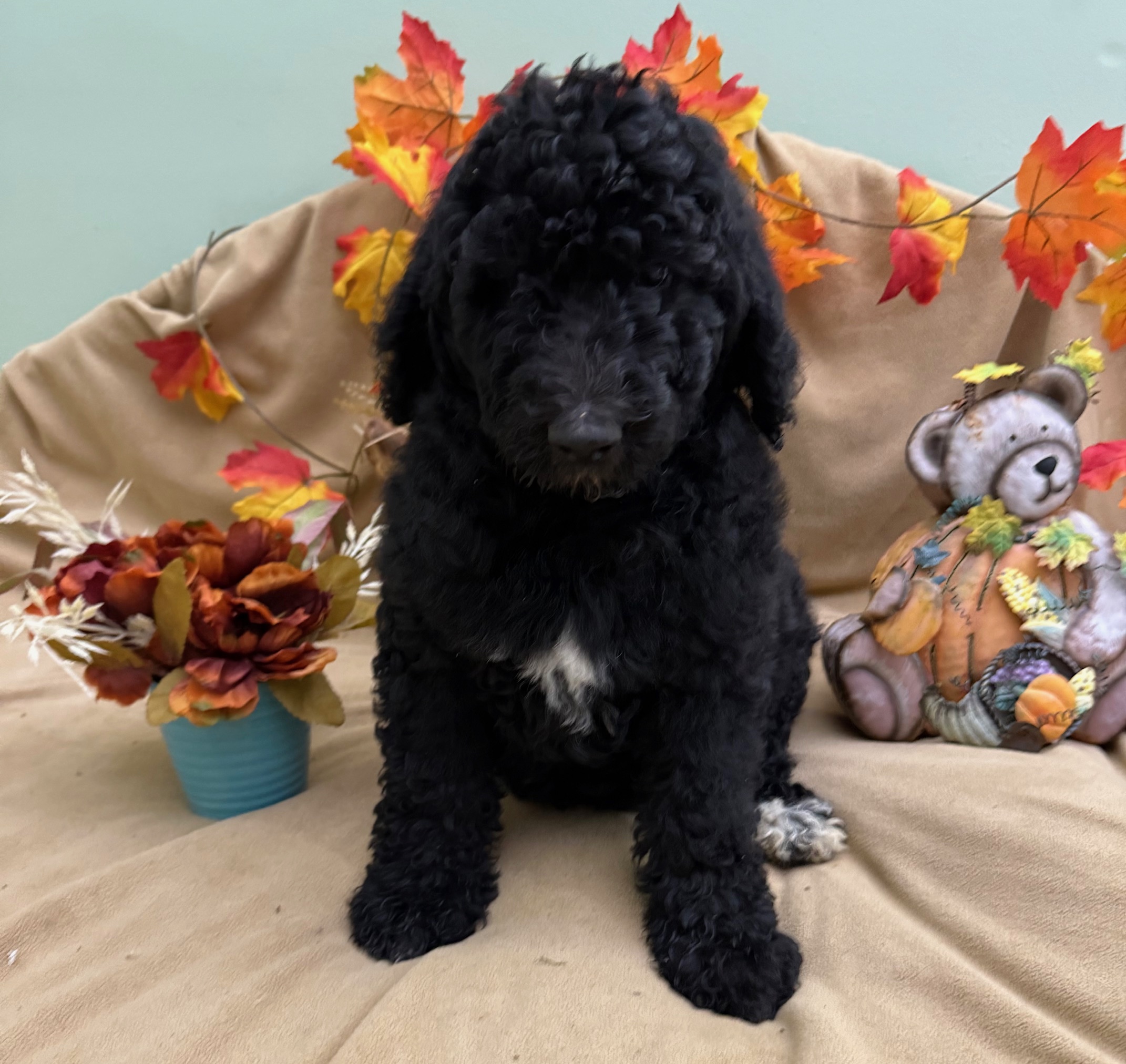 female Bernedoodle Puppy 5