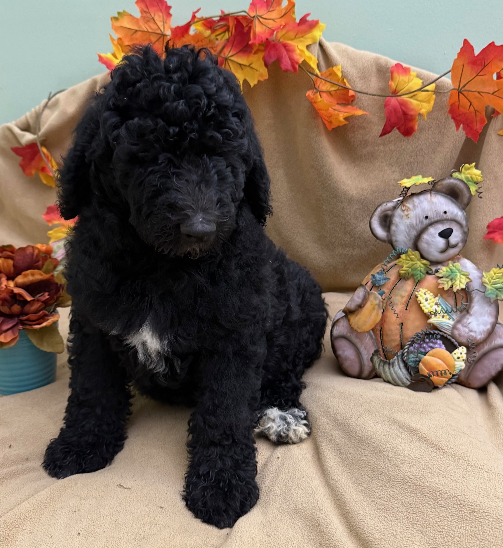 female Bernedoodle Puppy 5