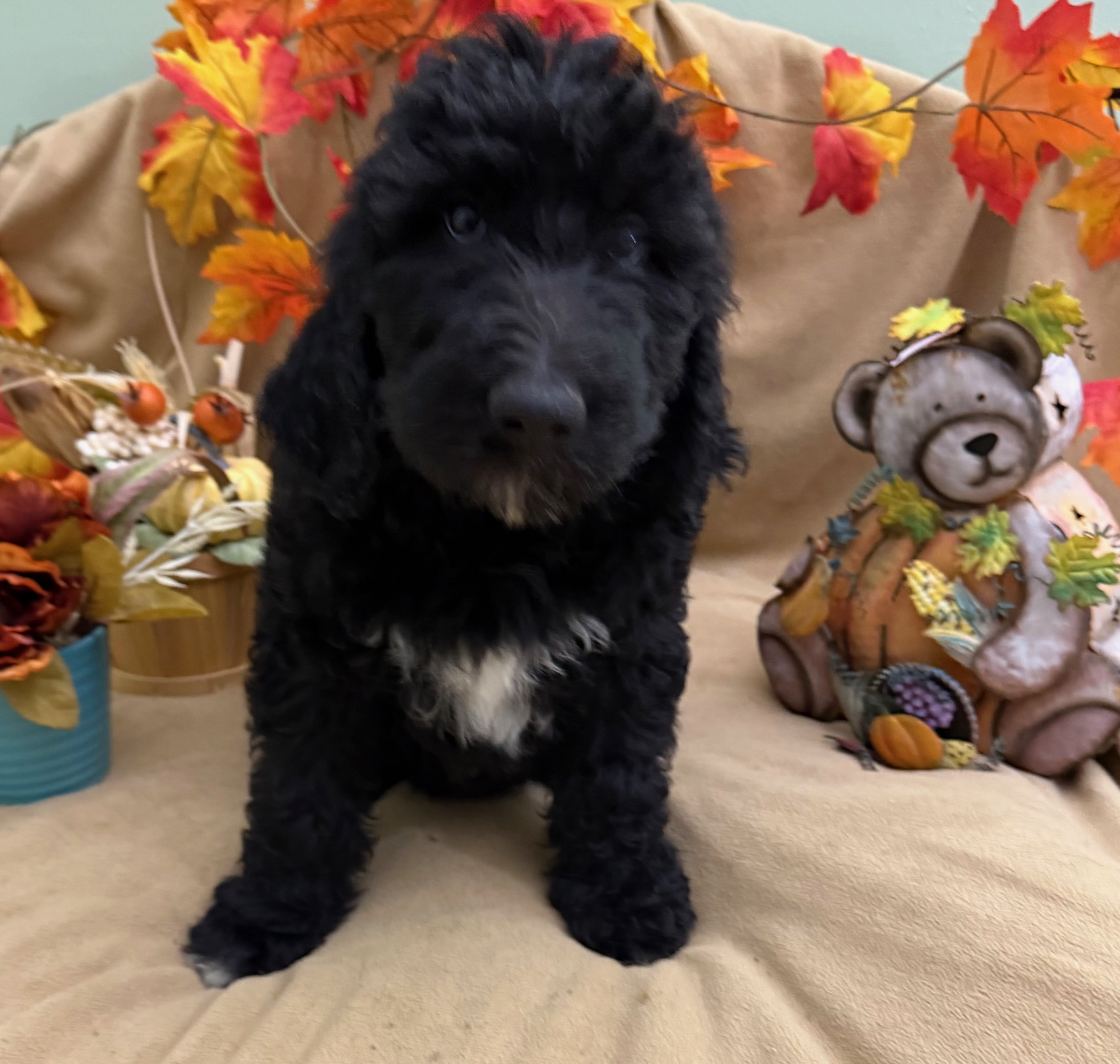 female Bernedoodle Puppy 6