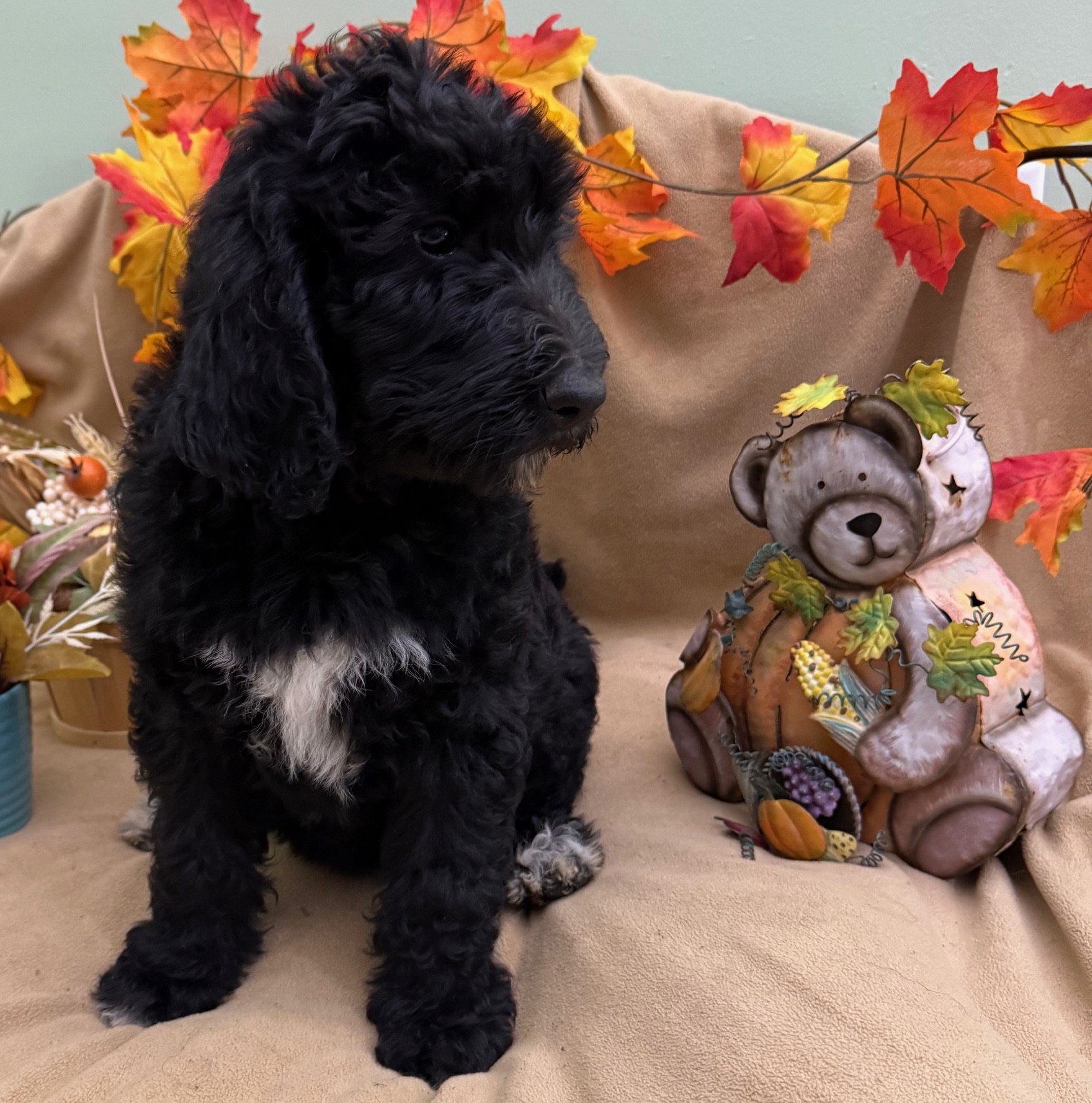 female Bernedoodle Puppy 6