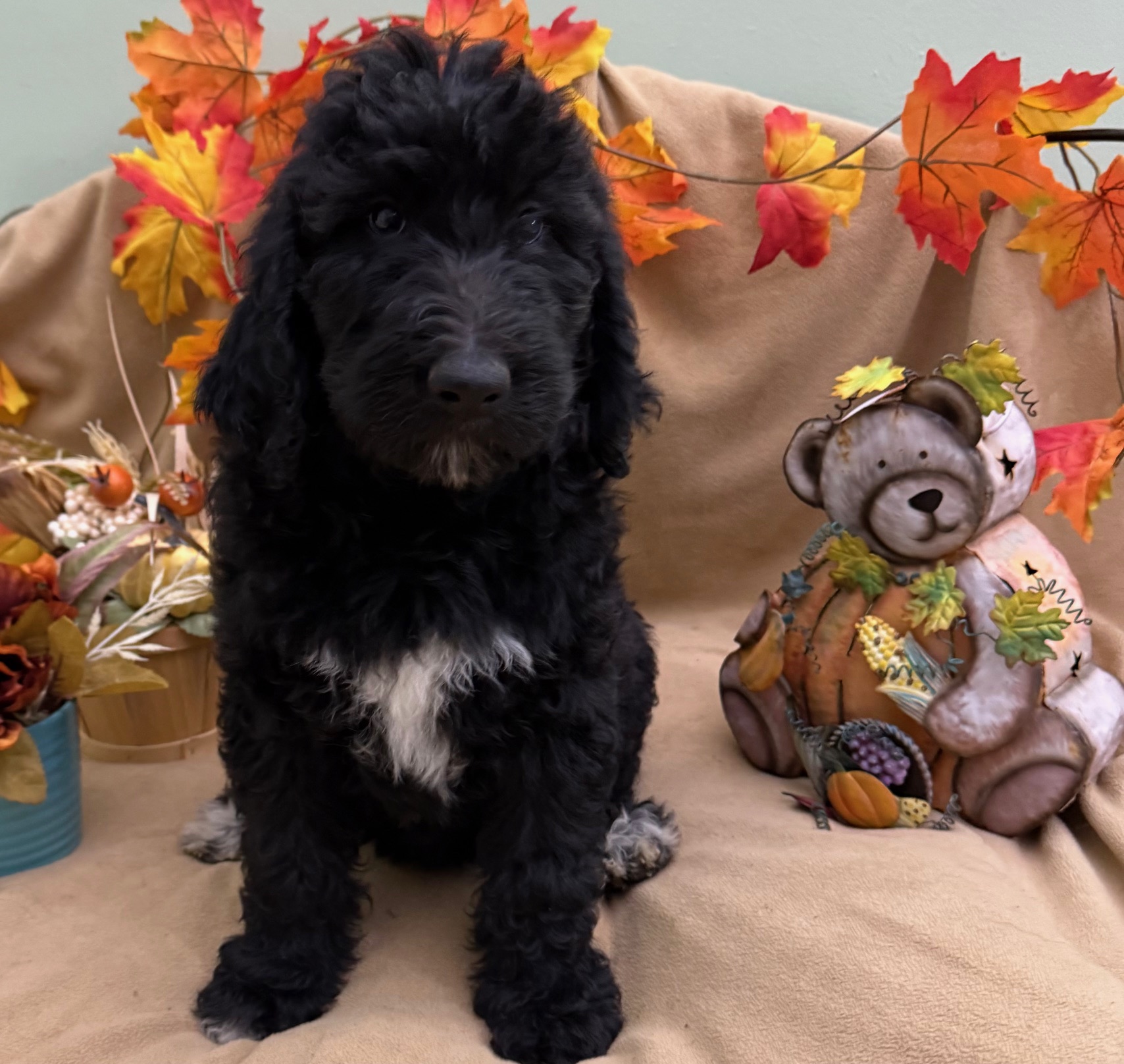 female Bernedoodle Puppy 6