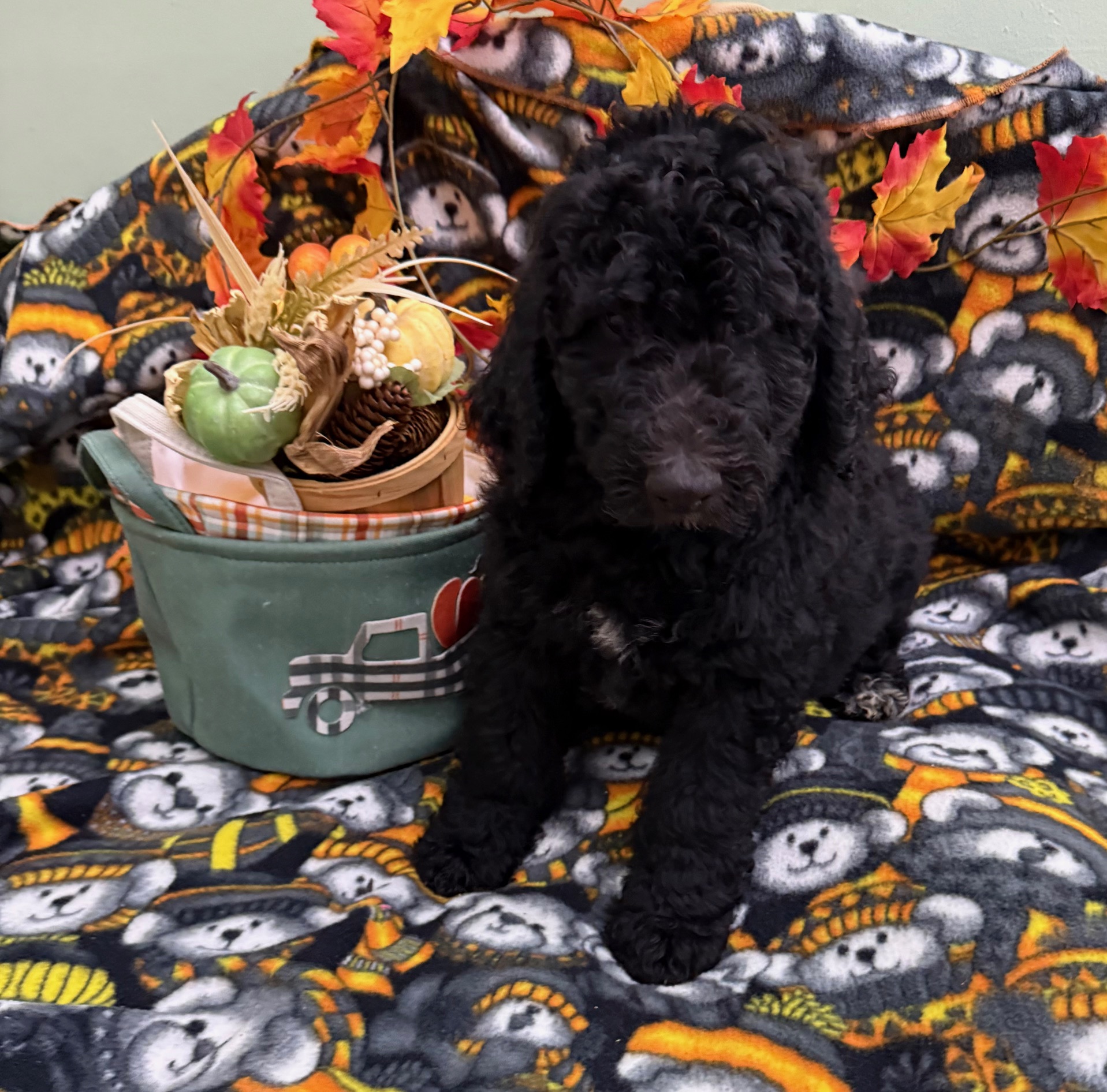 Male Bernedoodle Puppy