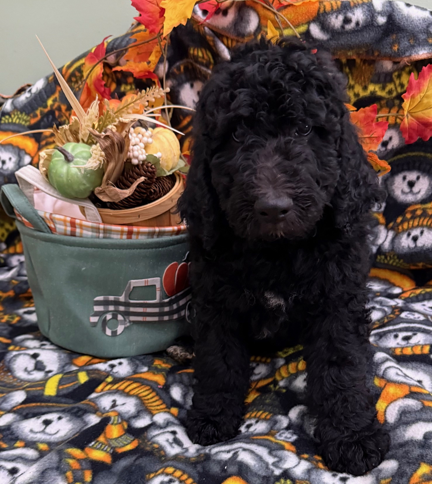 Male Bernedoodle Puppy