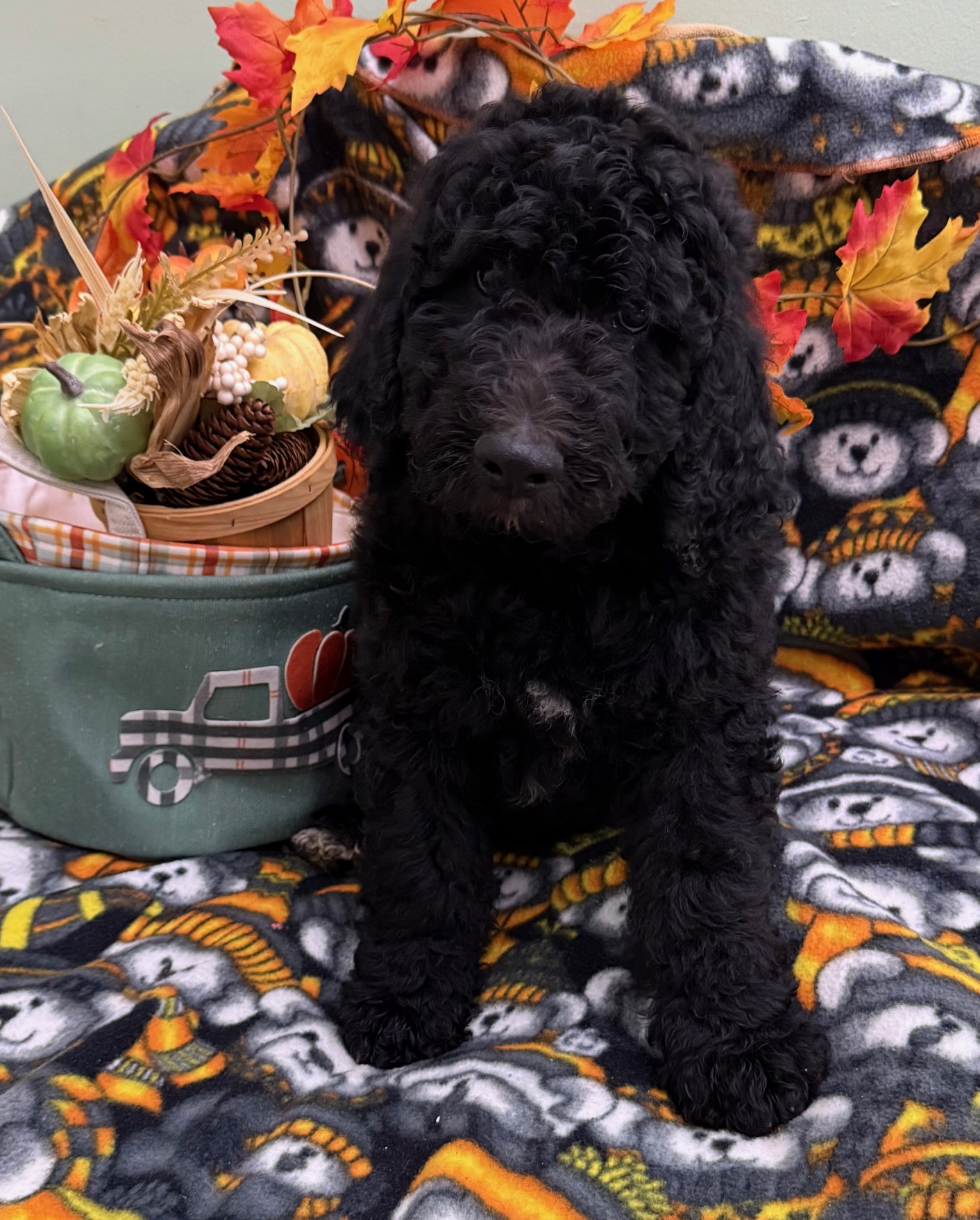 Male Bernedoodle Puppy