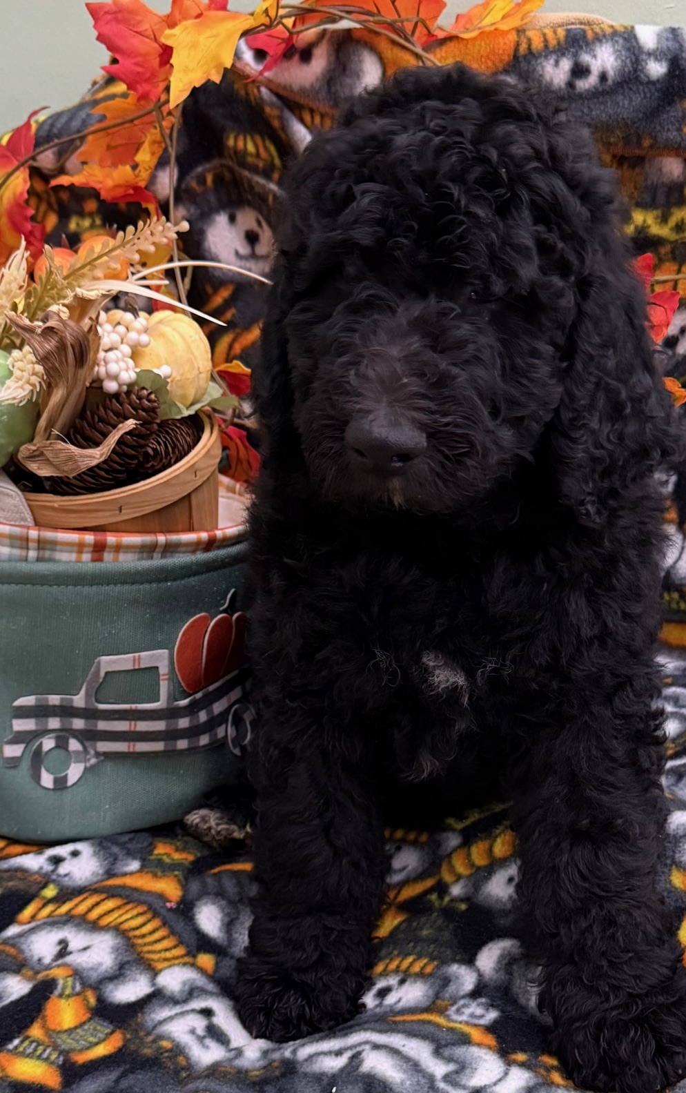 Male Bernedoodle Puppy