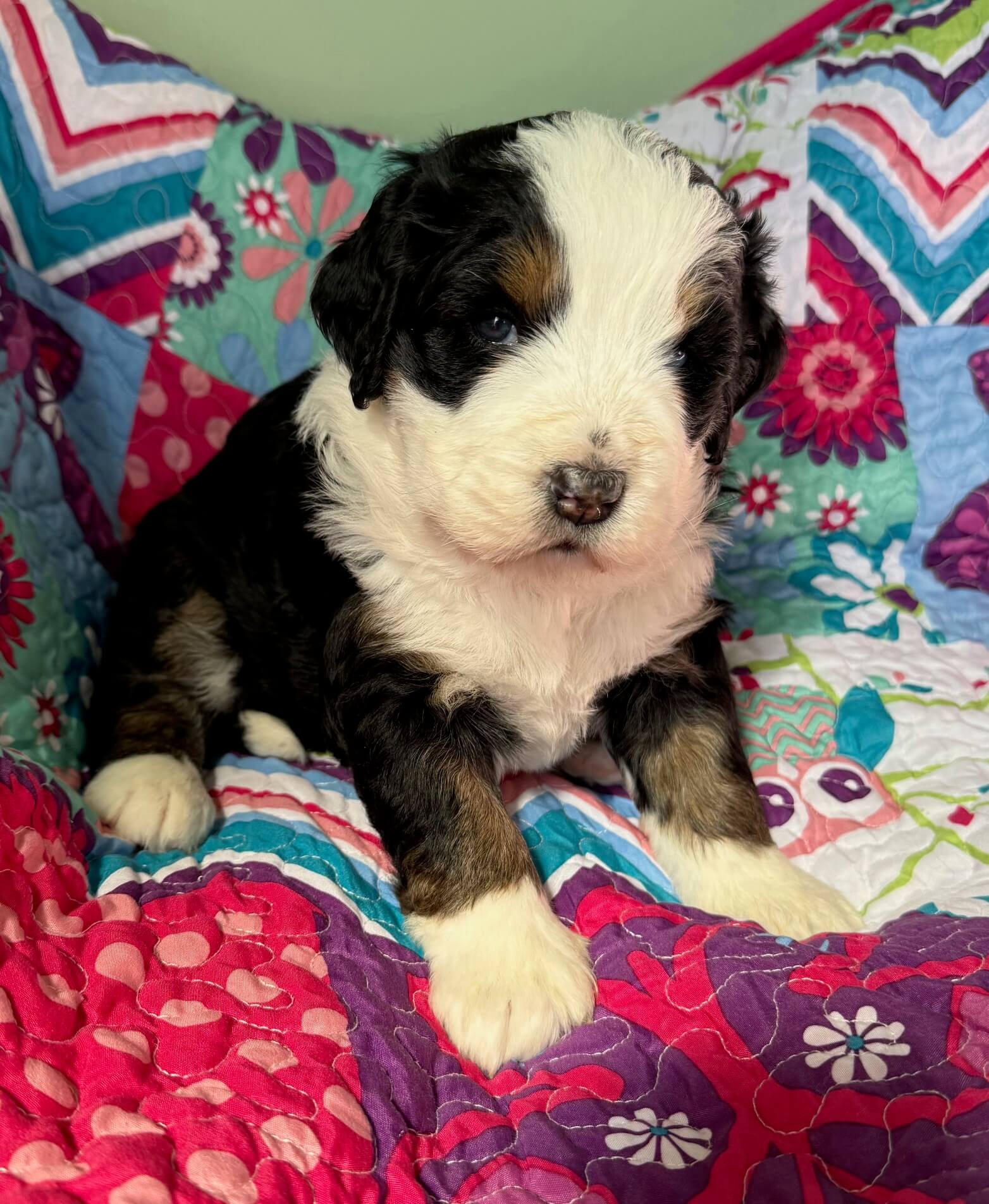 Bernedoodle Puppy
