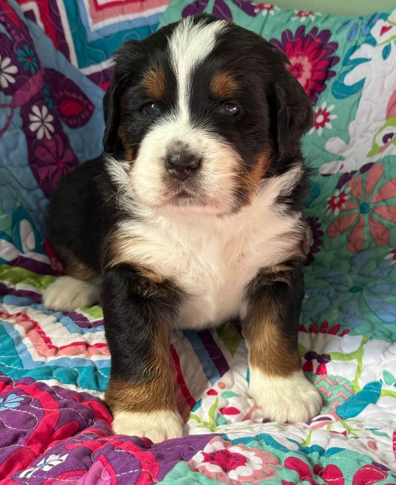 Bernedoodle Puppy 2