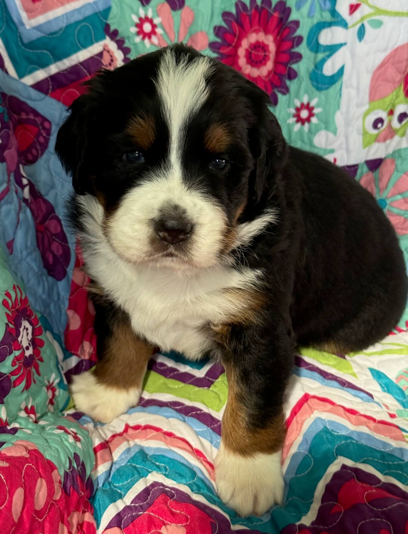 Bernedoodle Puppy 3