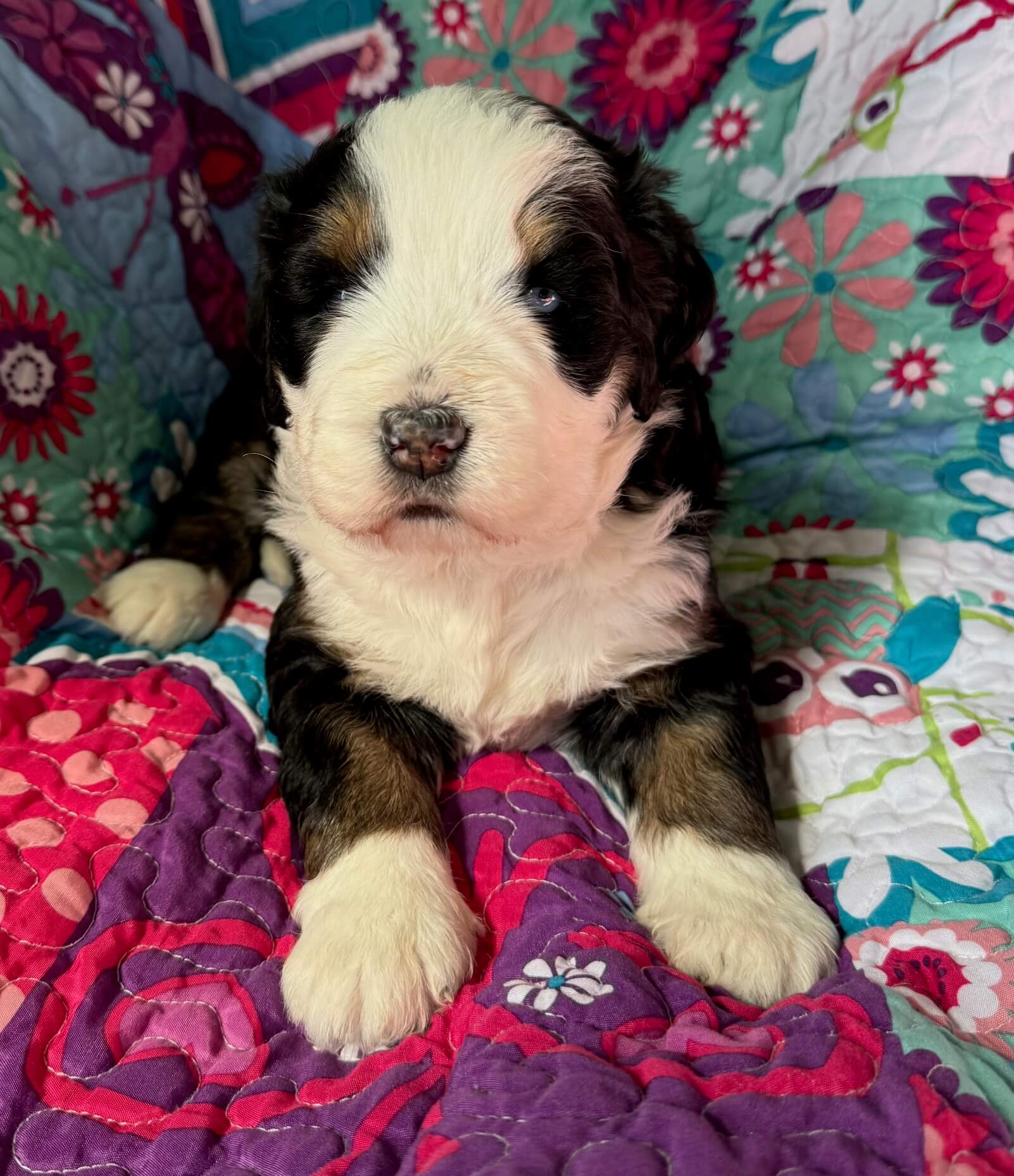 Bernedoodle Puppy
