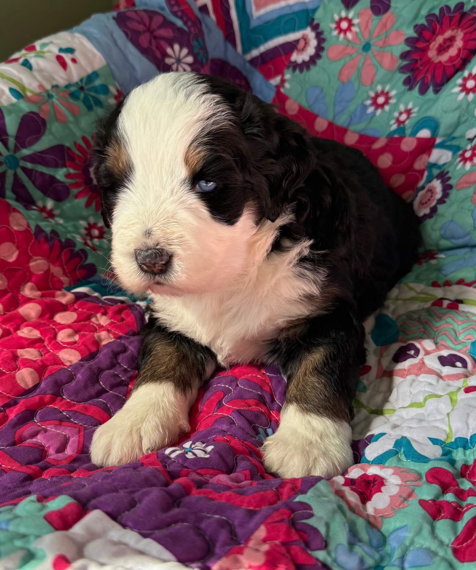 Bernedoodle Puppy