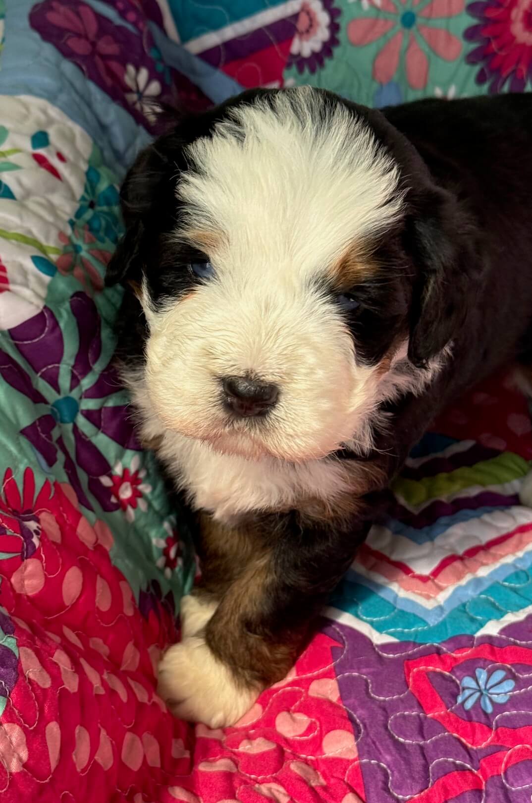Bernedoodle Puppy 1