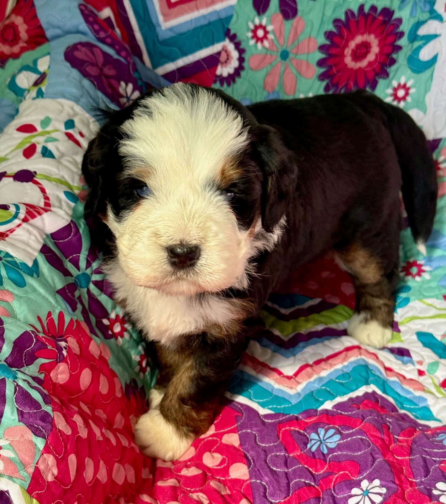 Bernedoodle Puppy 1