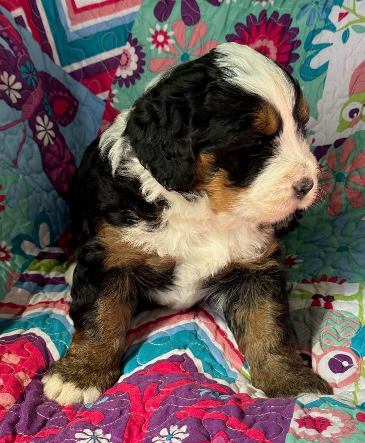 Bernedoodle Puppy 2