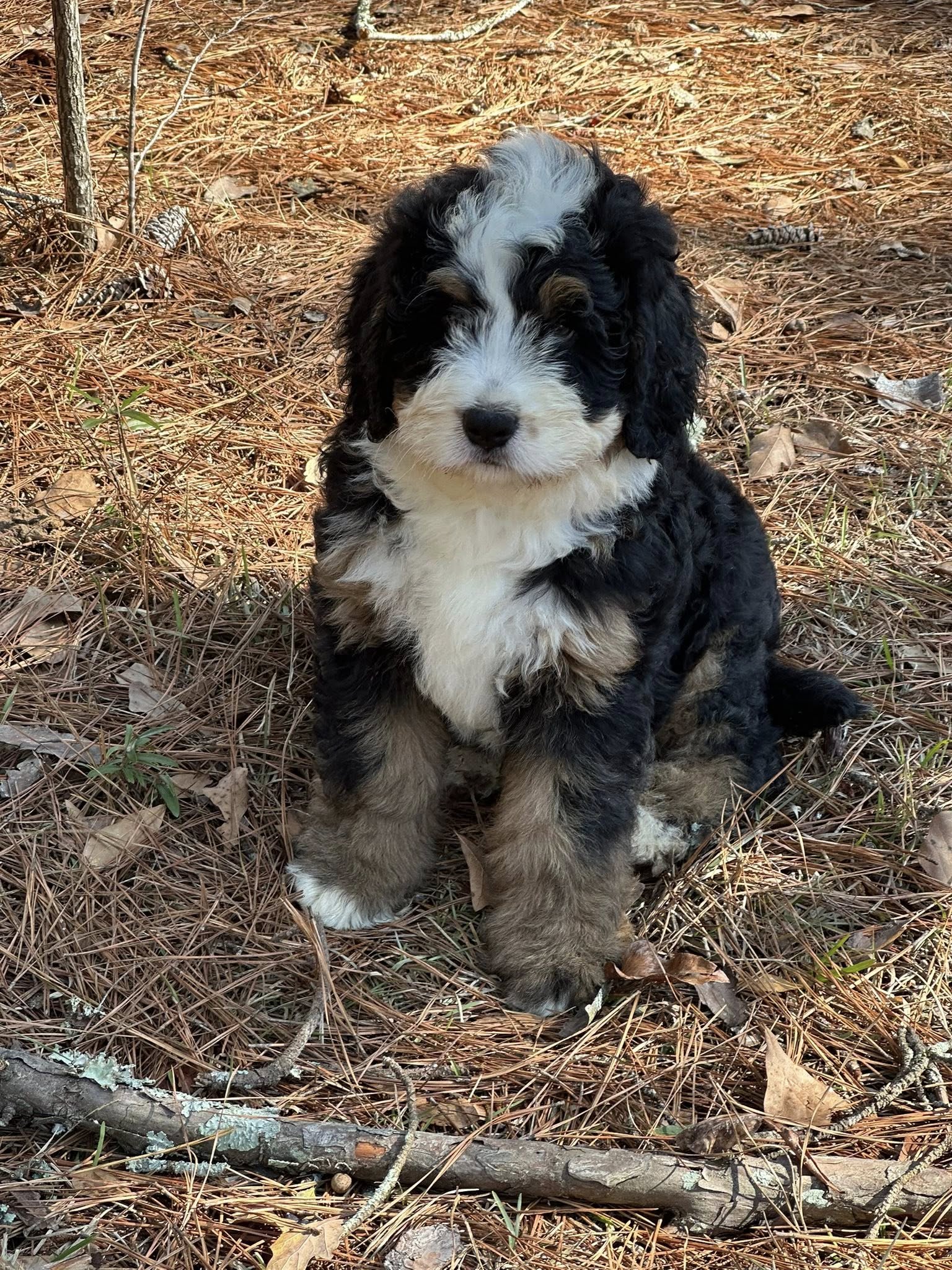 Bernedoodle Puppy