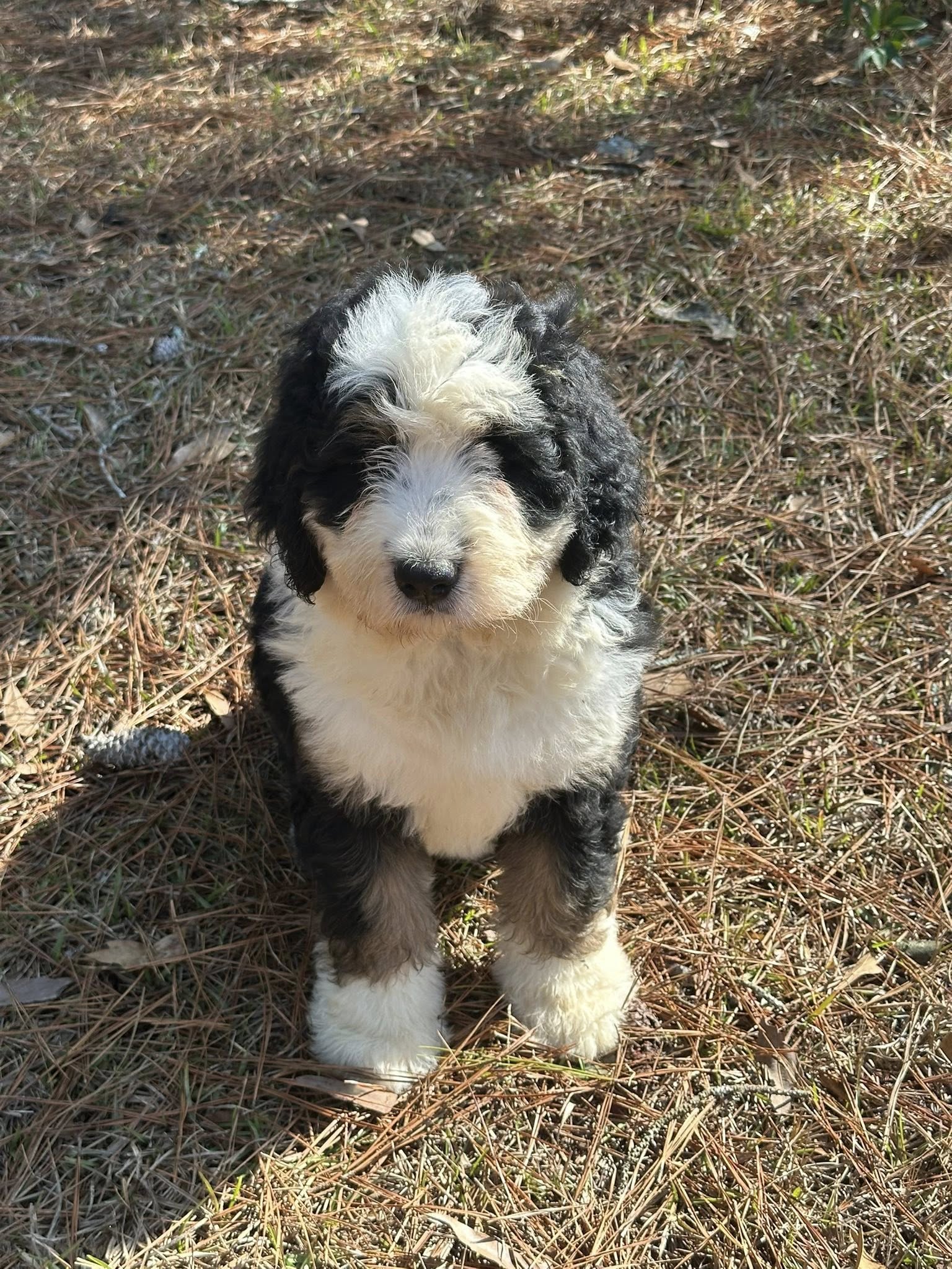 Bernedoodle Puppy 3