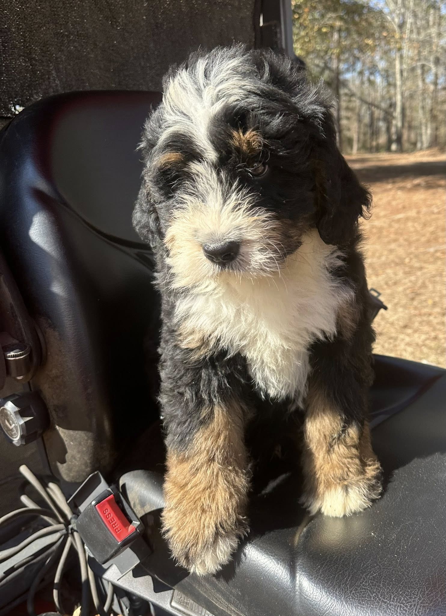 Bernedoodle Puppy