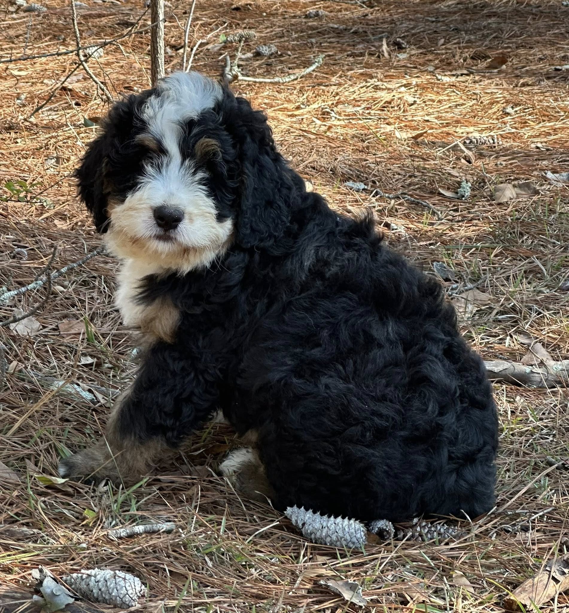 Bernedoodle Puppy 2