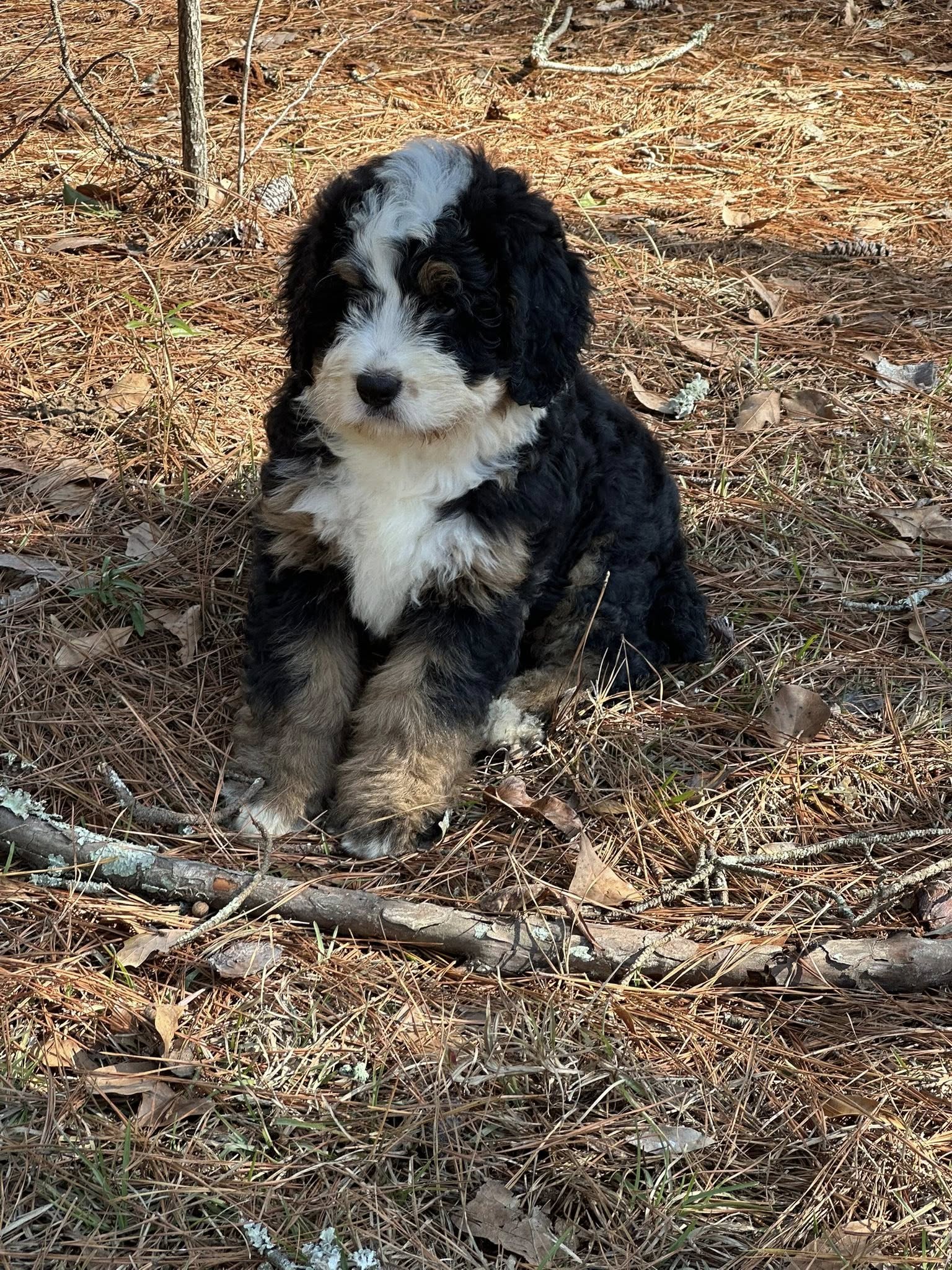 Bernedoodle Puppy 2