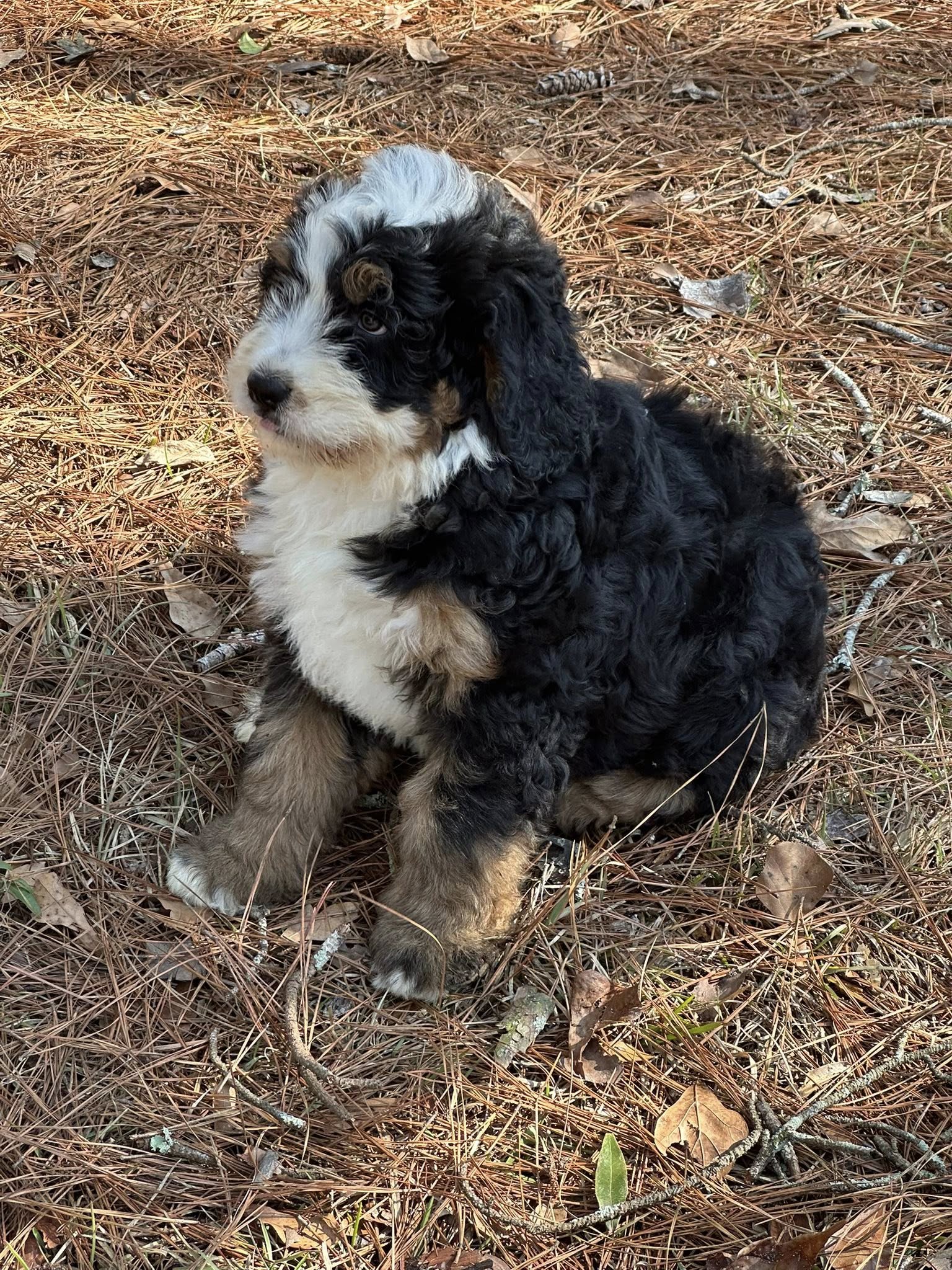 Bernedoodle Puppy 1