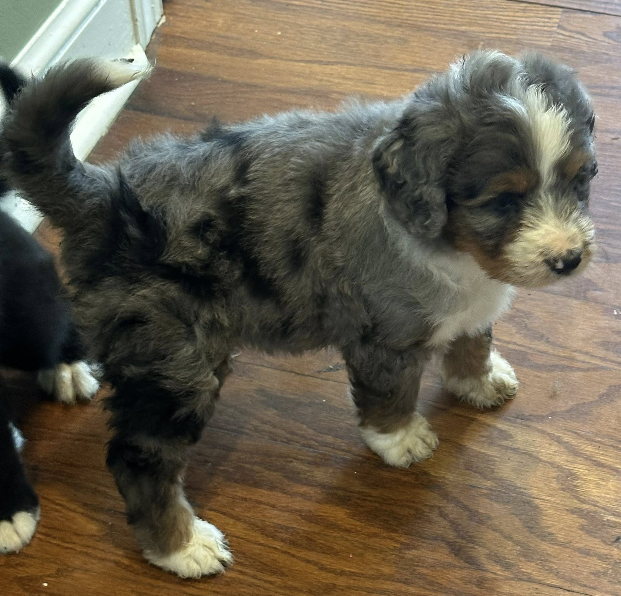 Bernedoodle Puppy 3