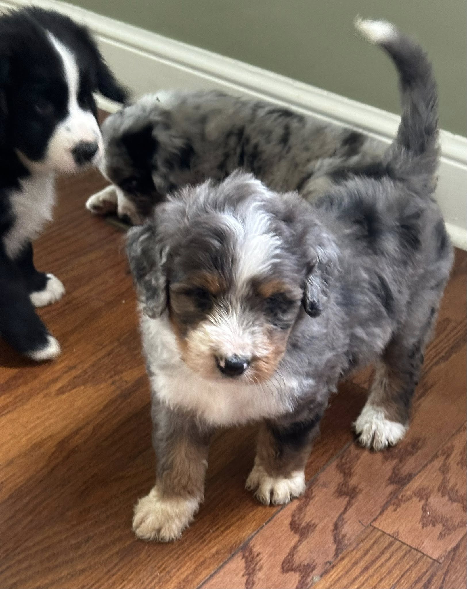 Bernedoodle Puppy 3