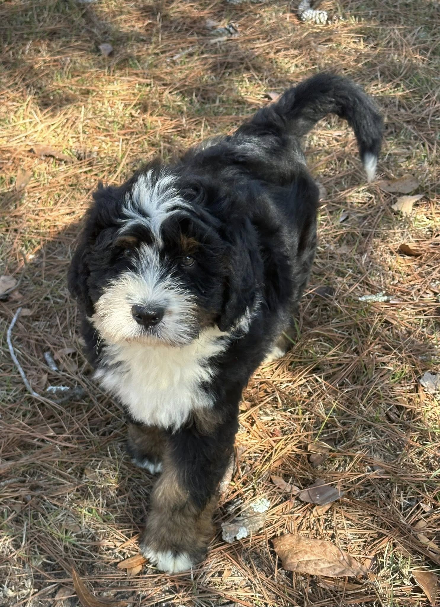 Bernedoodle Puppy 4