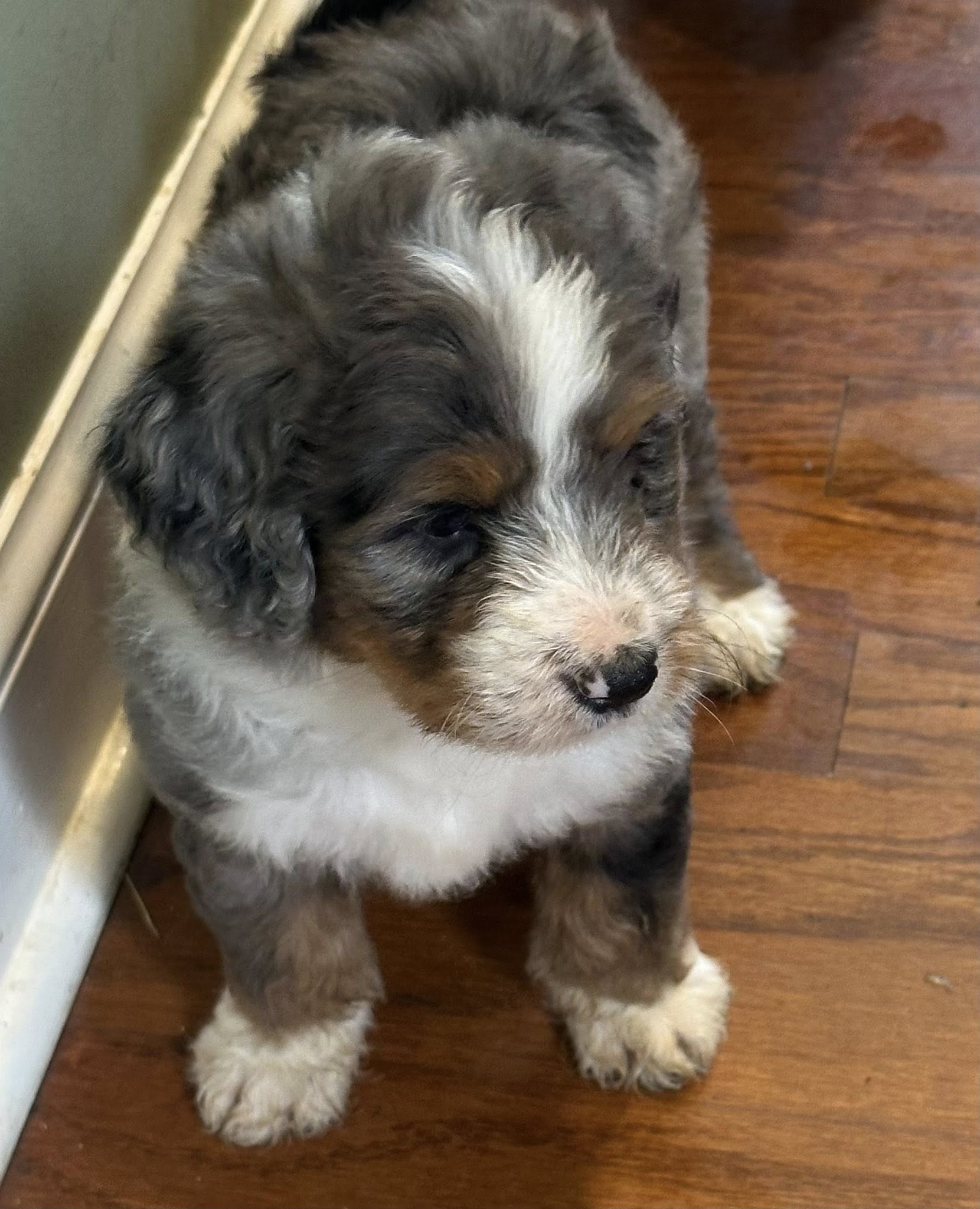 Bernedoodle Puppy 3