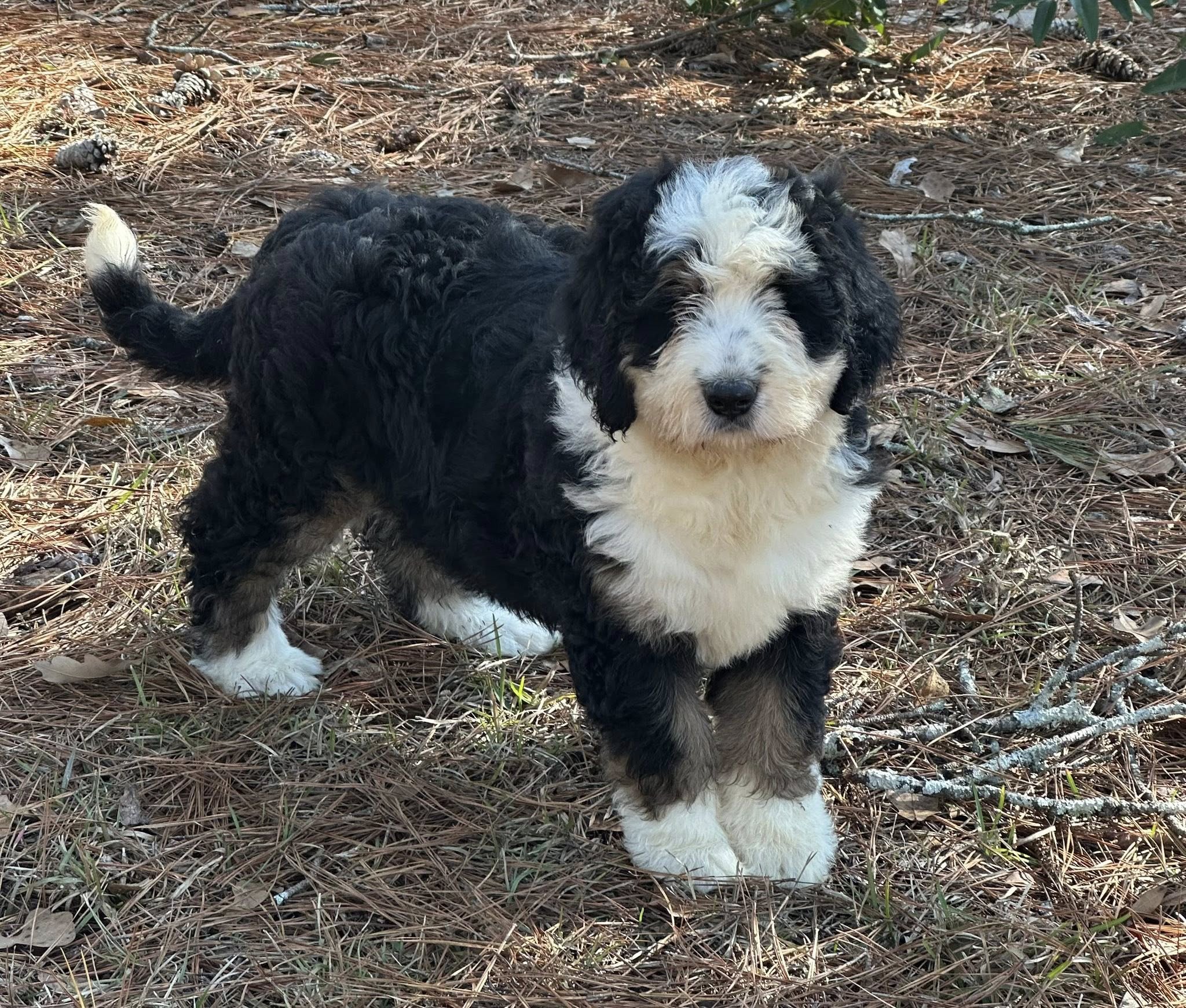 Bernedoodle Puppy 1