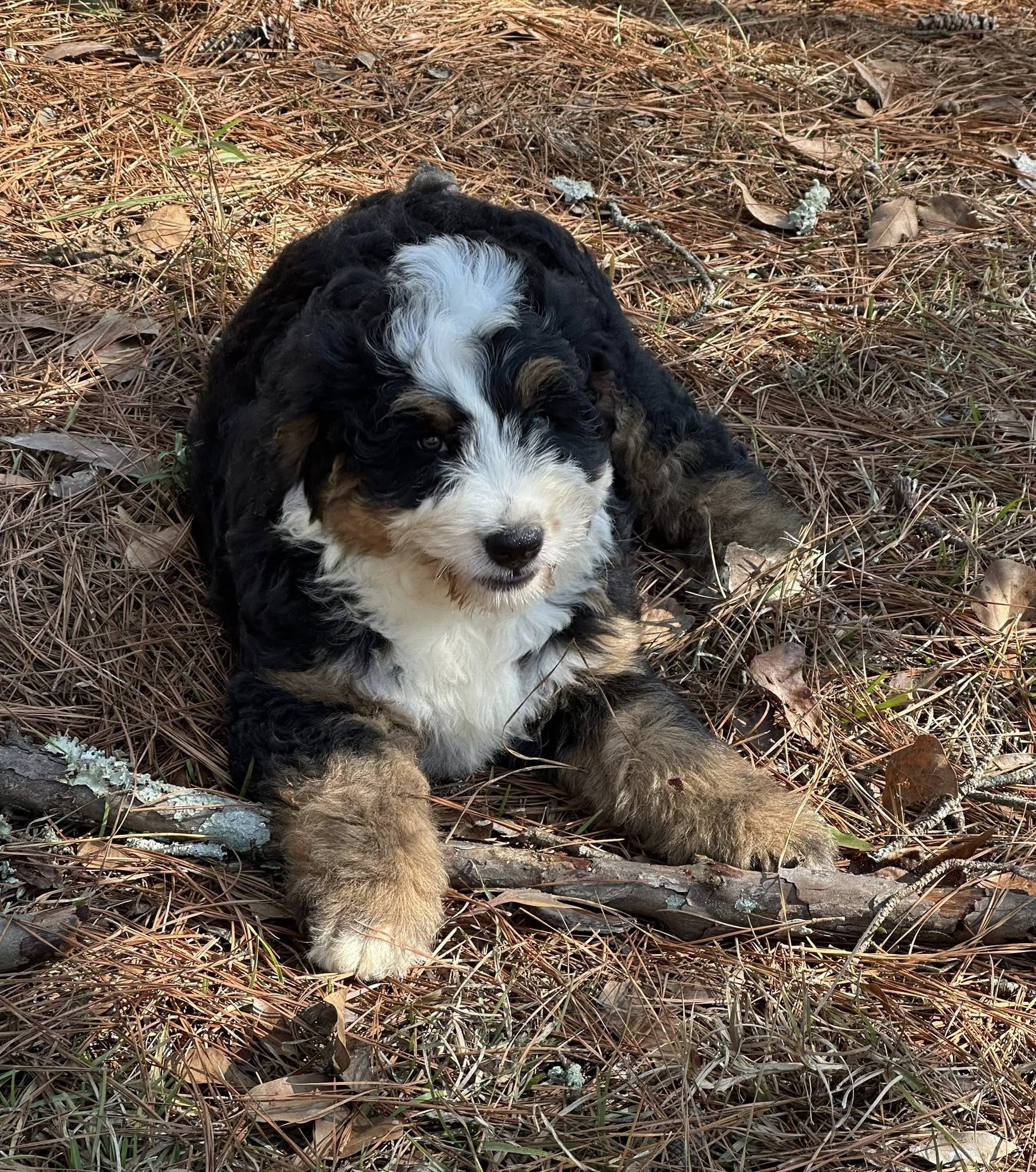Bernedoodle Puppy 2